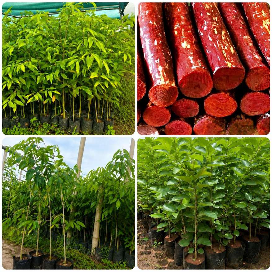 Forestry Plant