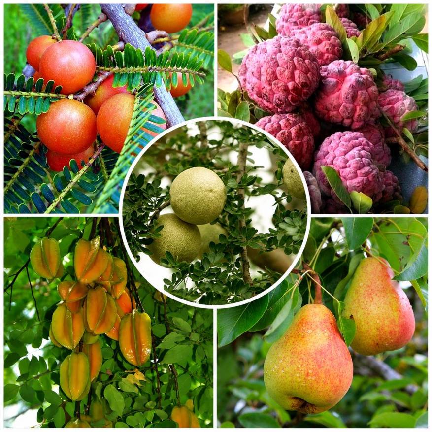 Other Plants Varieties