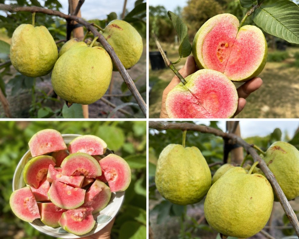 red king guava